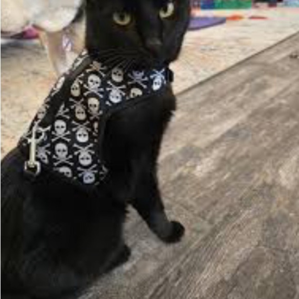 Skull Pattern Cat Harness with Leash